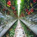 What are Green Superfoods